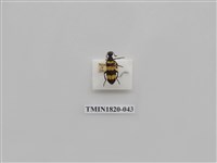 藏品(蔬菜害蟲)的圖片